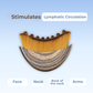 LymphaGlow™ – Lymphatic Dry Brush | The Secret to a Radiant Complexion, Wake Up to Lifted, Glowing Skin